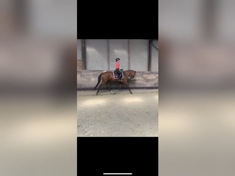 Betrouwbare bijrijder aangeboden