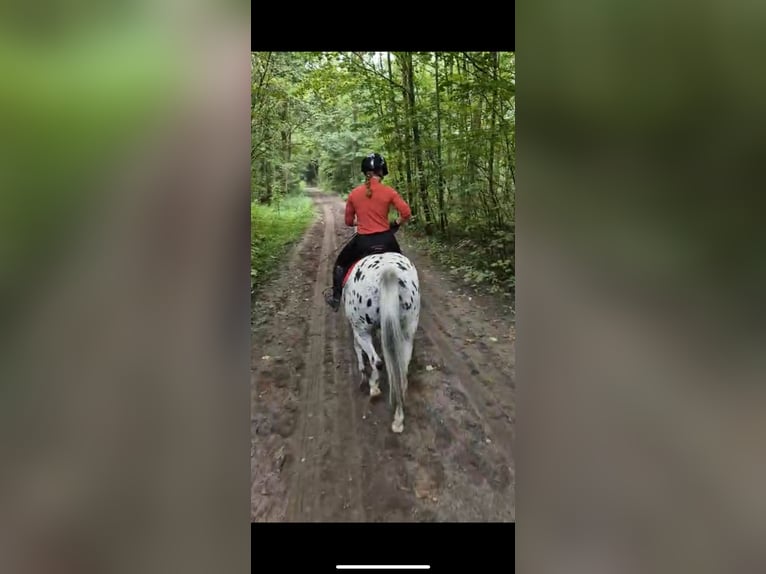 Betrouwbare bijrijder aangeboden