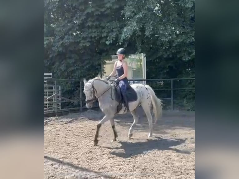 Betrouwbare bijrijder aangeboden