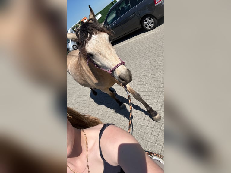 Betrouwbare bijrijder aangeboden