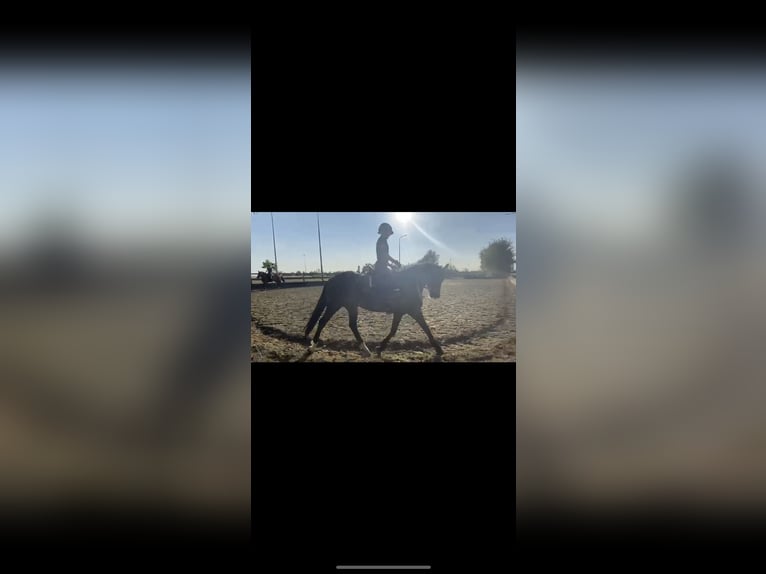 Betrouwbare bijrijder aangeboden