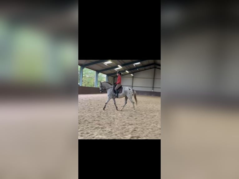 Betrouwbare bijrijder aangeboden