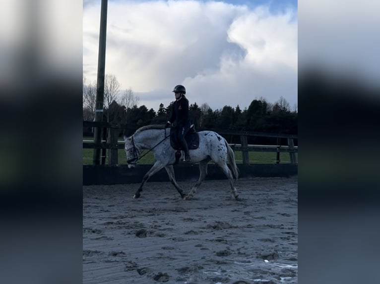 Betrouwbare bijrijder aangeboden