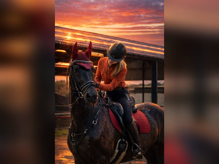 Betrouwbare bijrijder zoekt leuk paard