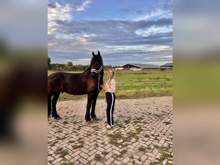 Betrouwbare bijrijder zoekt leuk paard 