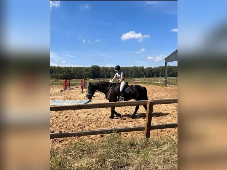 Betrouwbare bijrijder zoekt leuk paard 