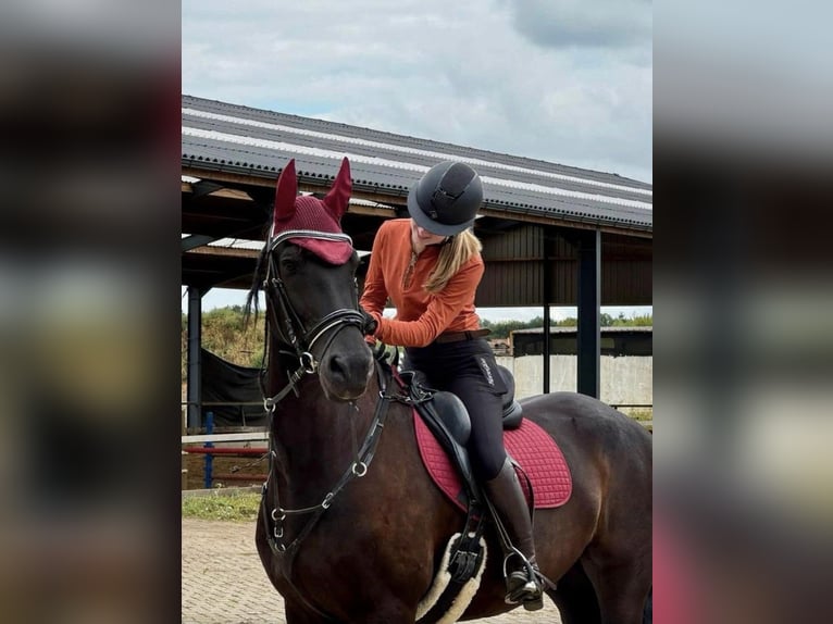 Betrouwbare bijrijder zoekt leuk paard 