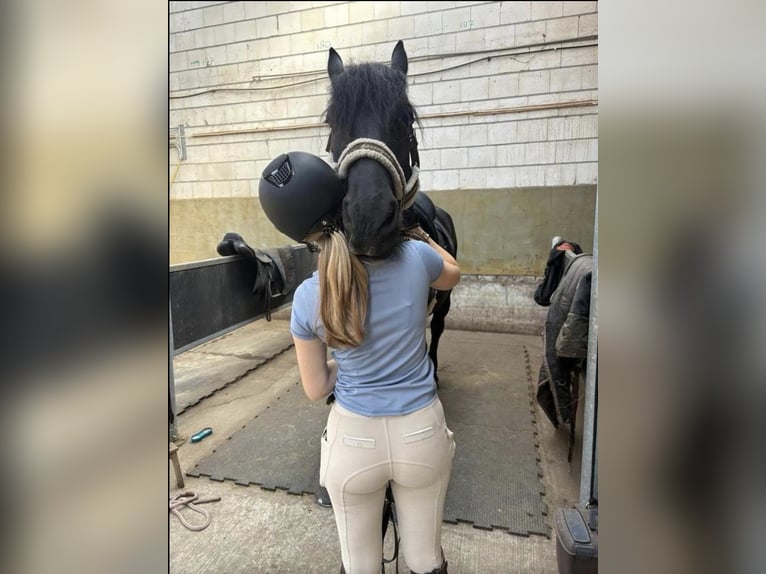 Betrouwbare bijrijder zoekt leuk paard 