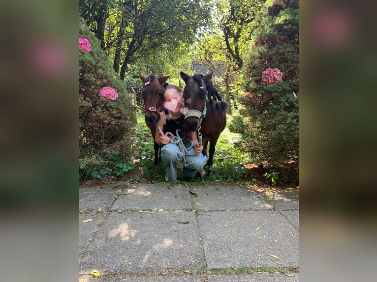 Betrouwbare bijrijder/verzorger