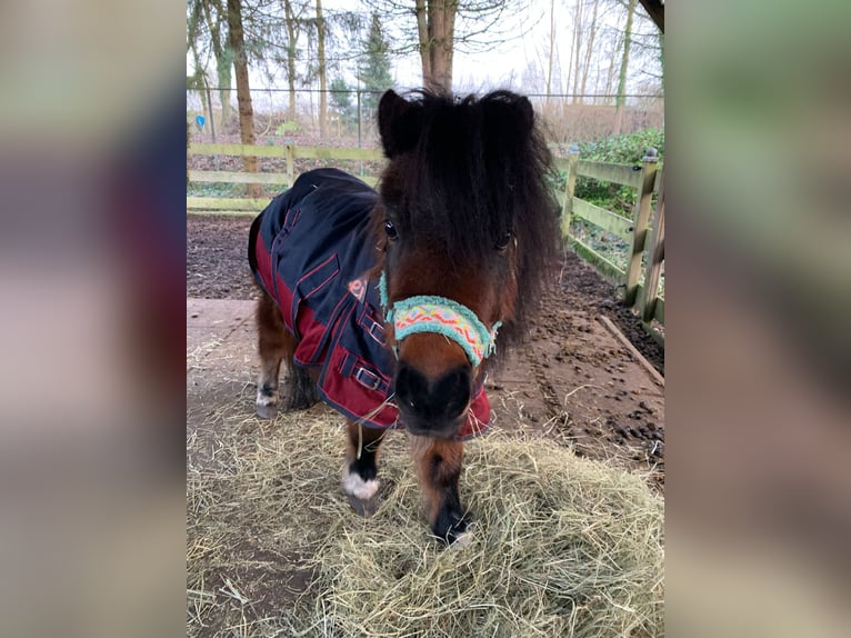 Betrouwbare bijrijder/verzorger