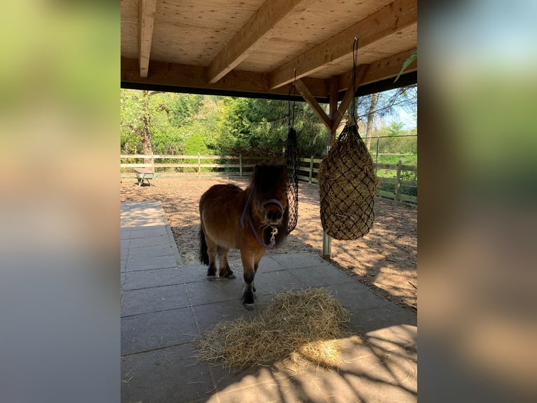 Betrouwbare bijrijder/verzorger