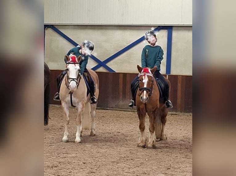 Betrouwbare bijrijder/verzorger