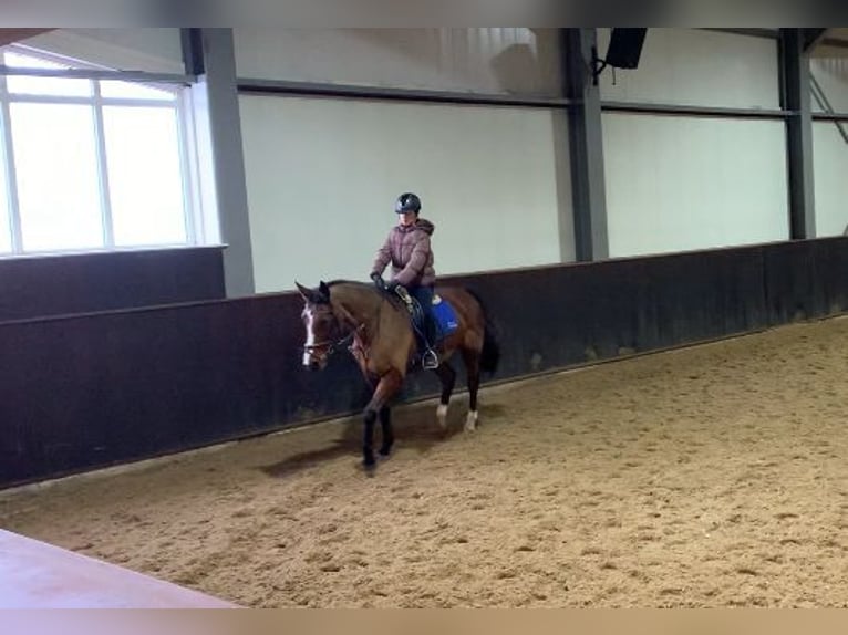 Betrouwbare bijrijder/verzorger