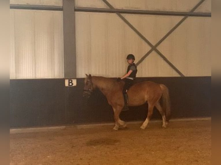 Betrouwbare bijrijder/verzorger