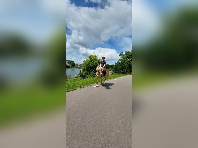 Betrouwbare en zelfverzekerde ruiter zoekt verzorgpony/paard