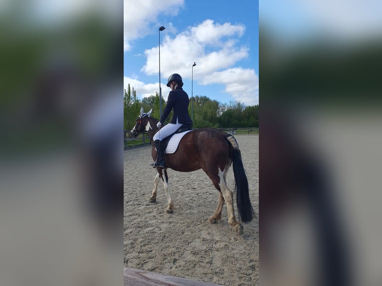 Betrouwbare en zelfverzekerde ruiter zoekt verzorgpony/paard