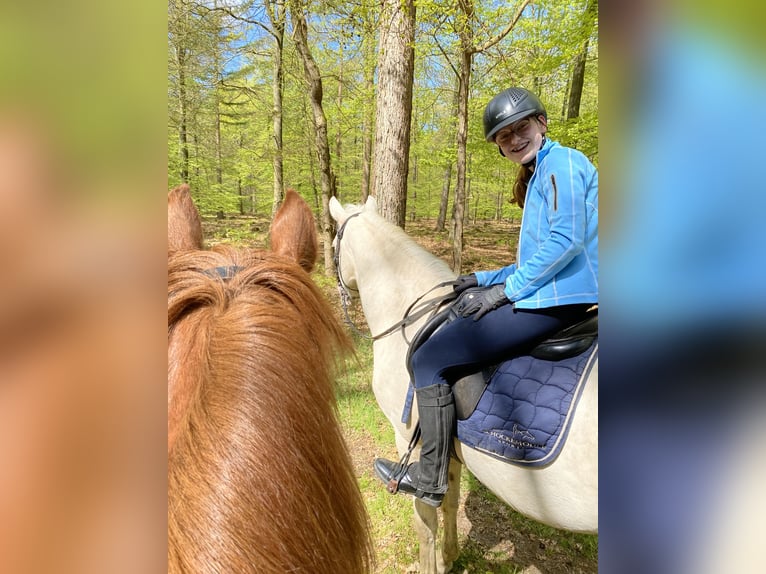 Betrouwbare en zelfverzekerde ruiter zoekt verzorgpony/paard
