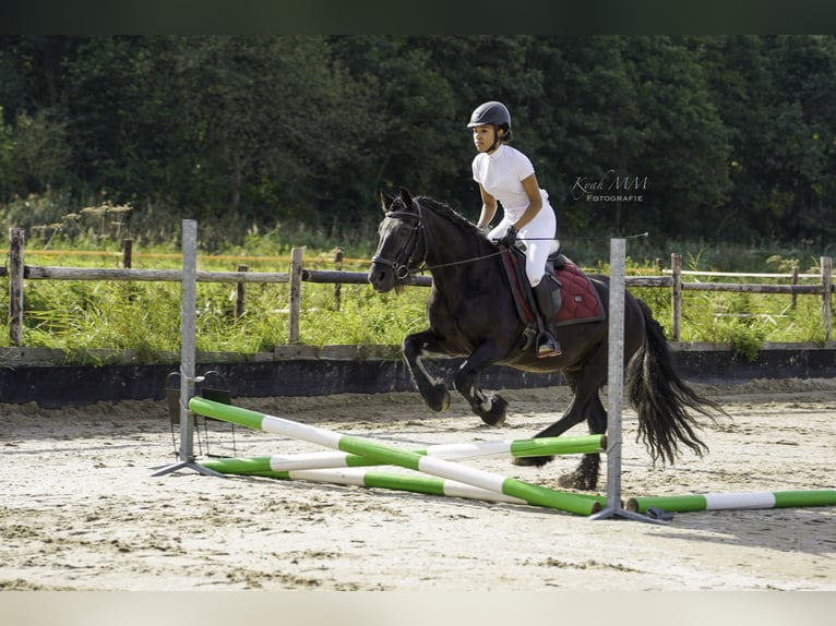 Bijrijd pony/paard gezocht 