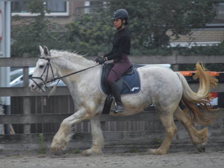 Bijrijd pony/paard gezocht 