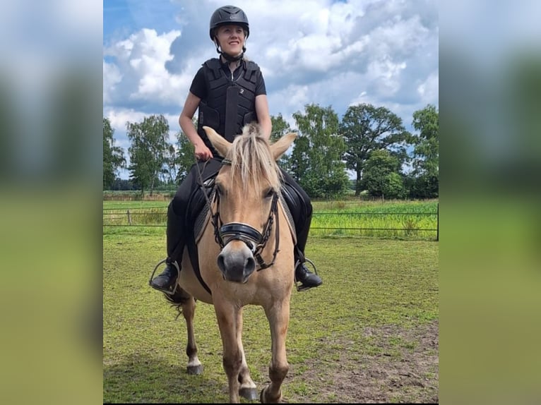 Bijrijder/verzorg paard gezocht