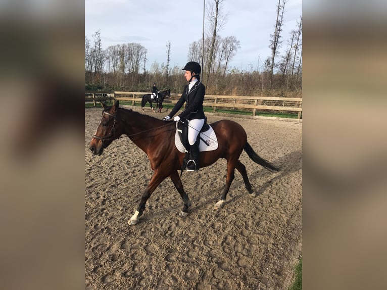 Bijrijder/verzorgster aangeboden