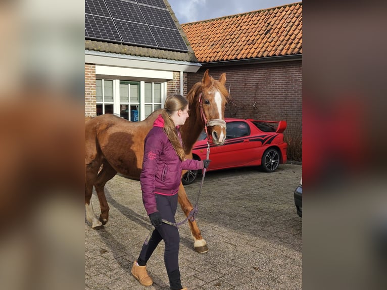 Bijrijder/verzorgster aangeboden
