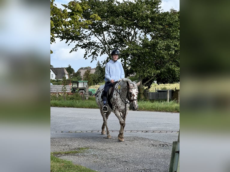 Bin auf der nach einer Reitbeteiligung 