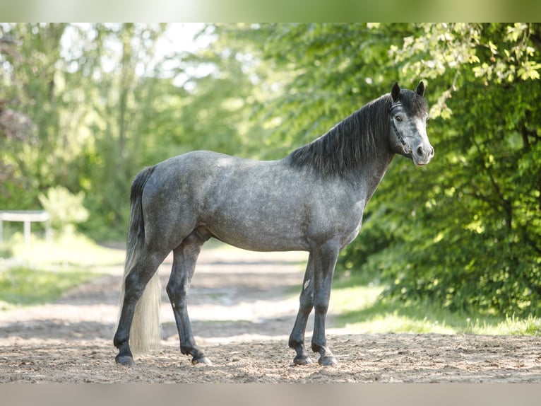 Birdmountain Younique Connemara Stallion Gray in Dachsberg