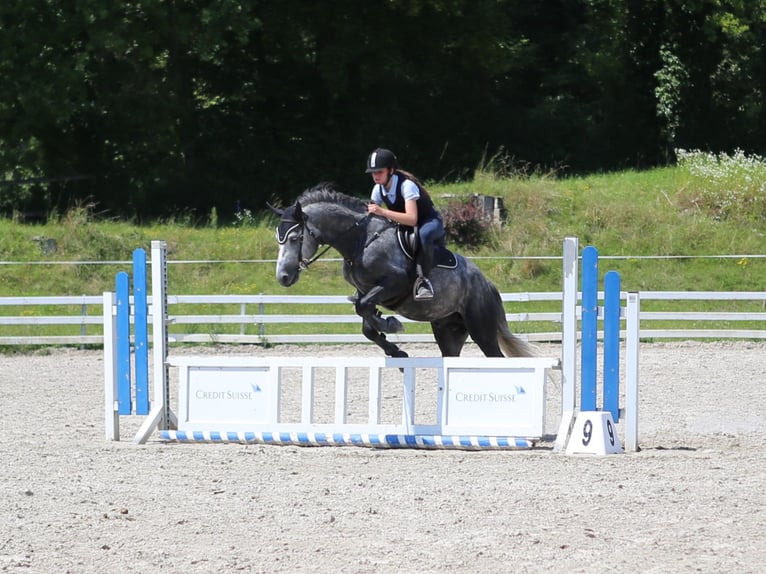 Birdmountain Younique Connemara Stallion Gray in Dachsberg