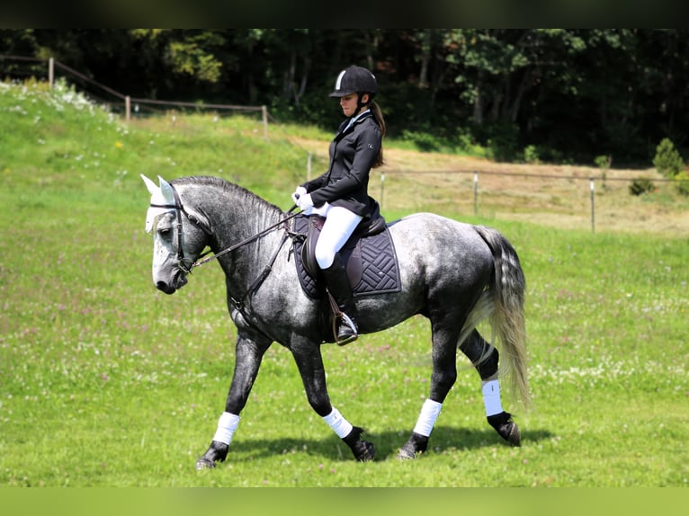 Birdmountain Younique Connemara Stallion Gray in Dachsberg