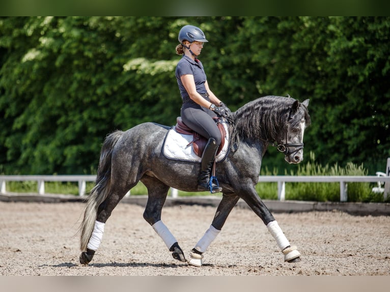 Birdmountain Younique Connemara Stallion Gray in Dachsberg