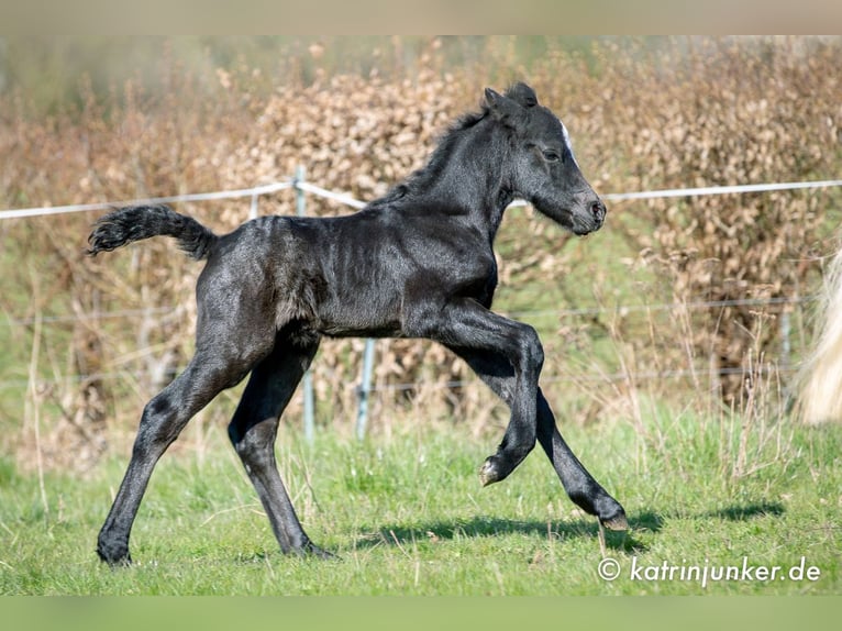 Birdmountain Younique Connemara Stallion Gray in Dachsberg