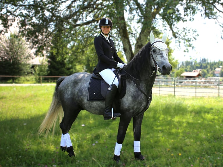 Birdmountain Younique Connemara Stallion Gray in Dachsberg