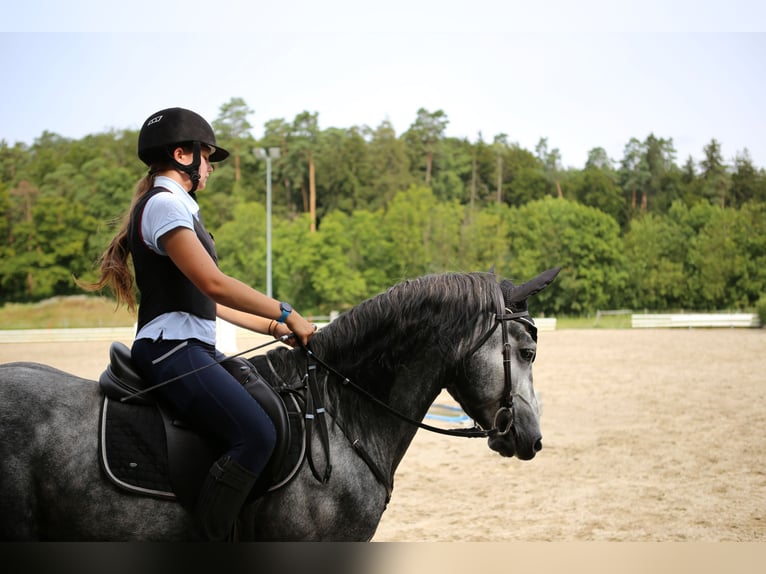 Birdmountain Younique Connemara Stallion Gray in Dachsberg