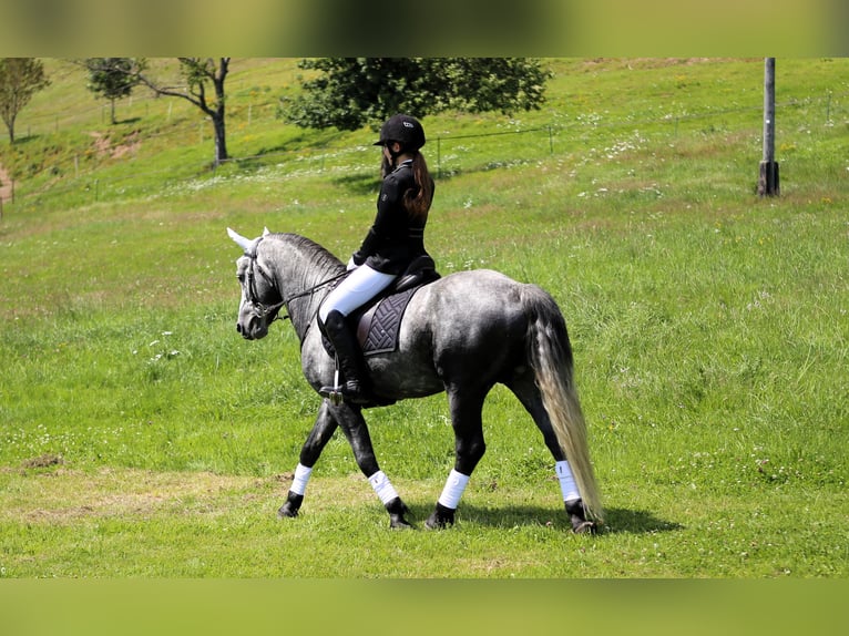 Birdmountain Younique Connemara Stallion Gray in Dachsberg