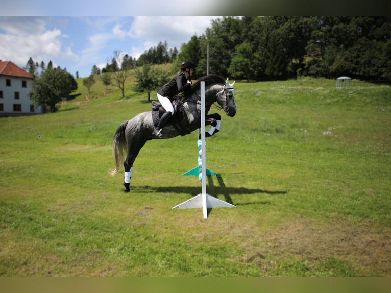 Birdmountain Younique Connemara Stallion Gray in Dachsberg