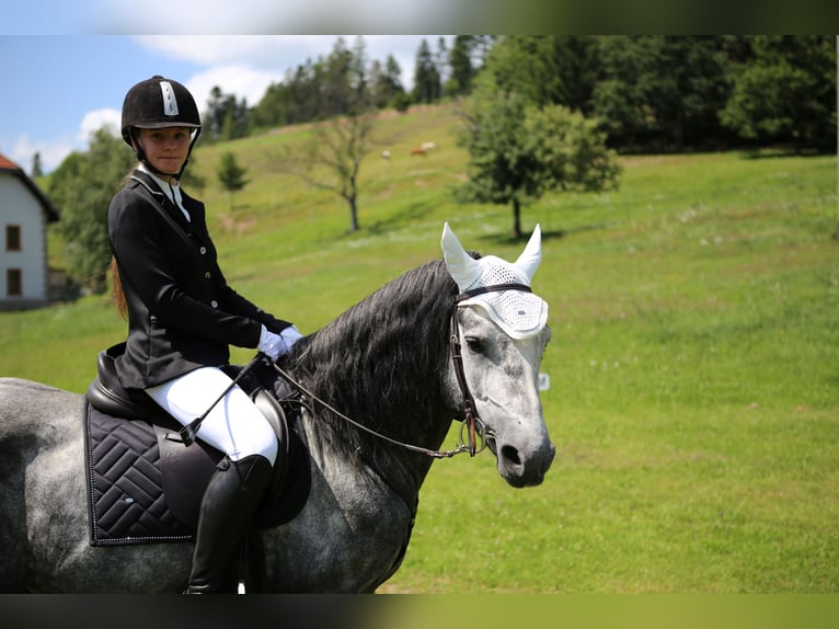 Birdmountain Younique Connemara Stallion Gray in Dachsberg