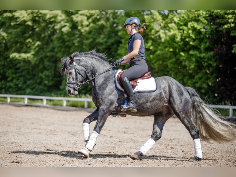 Birdmountain Younique Connemara Stallion Gray in Dachsberg