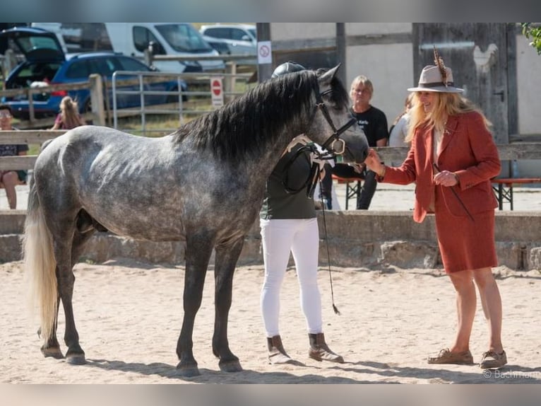 Birdmountain Younique Connemara Stallion Gray in Dachsberg