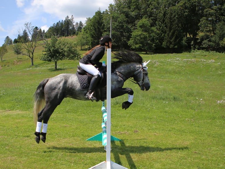 Birdmountain Younique Connemara Stallion Gray in Dachsberg