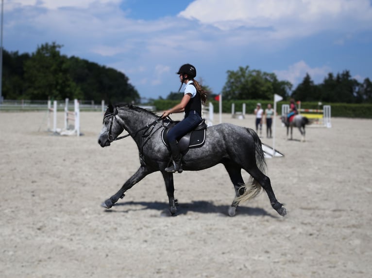 Birdmountain Younique Connemara Stallion Gray in Dachsberg