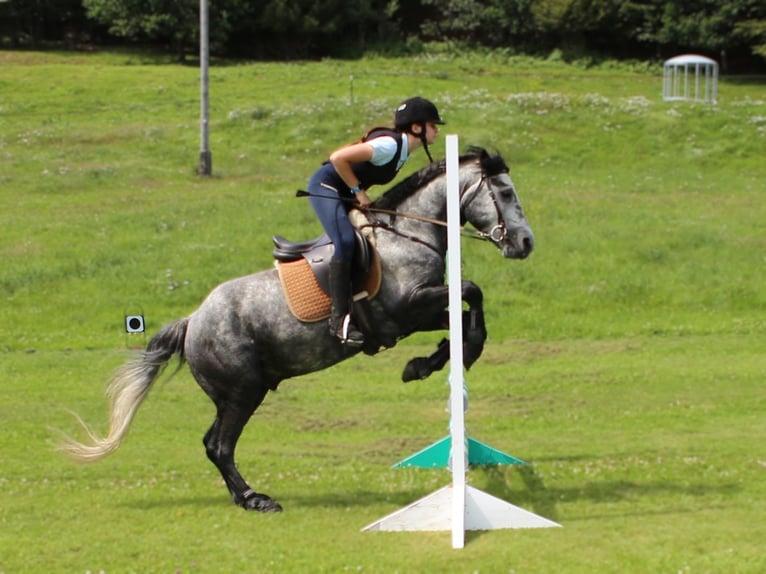 Birdmountain Younique Connemara Stallion Gray in Dachsberg