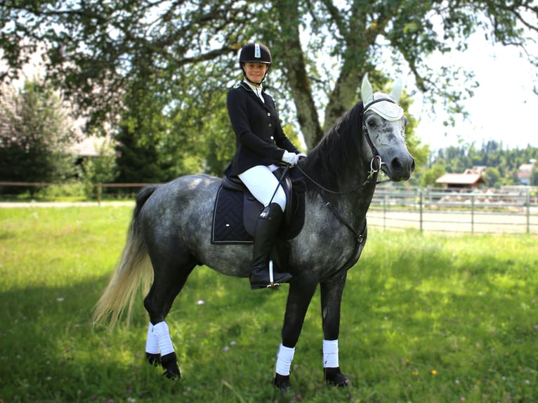 Birdmountain Younique Connemara Stallion Grey in Dachsberg