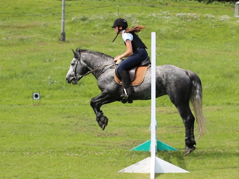 Birdmountain Younique Connemara Stallion Grey in Dachsberg