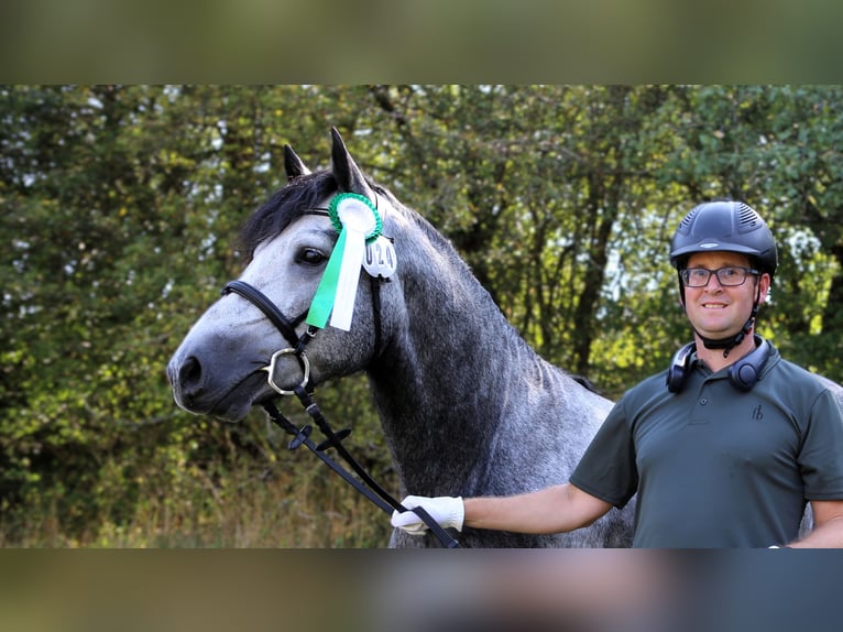 Birdmountain Younique Connemara Stallone Grigio in Dachsberg