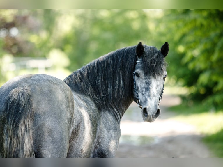 Birdmountain Younique Connemara Stallone Grigio in Dachsberg