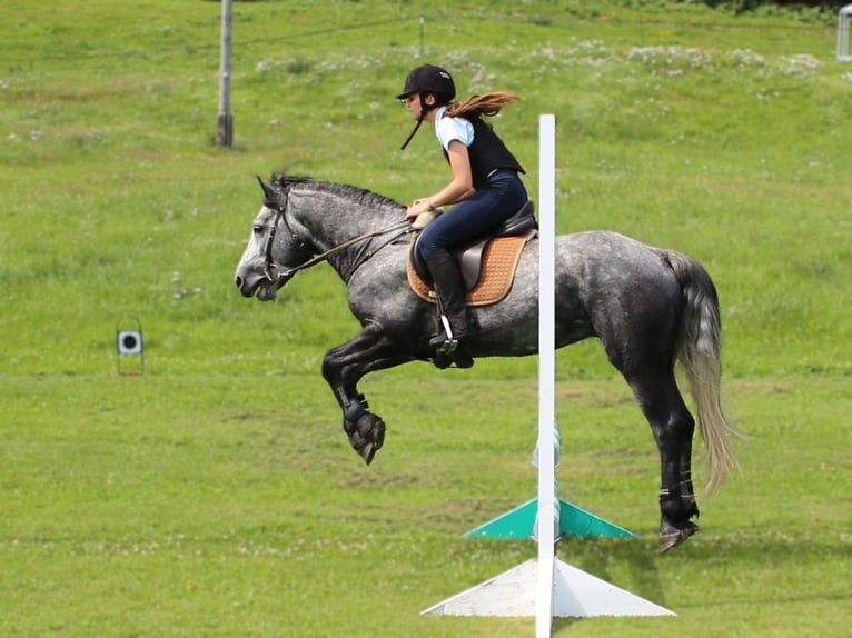 Birdmountain Younique Connemara Stallone Grigio in Dachsberg