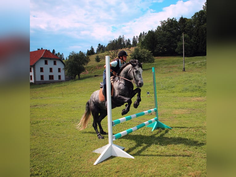 Birdmountain Younique Connemara Stallone Grigio in Dachsberg