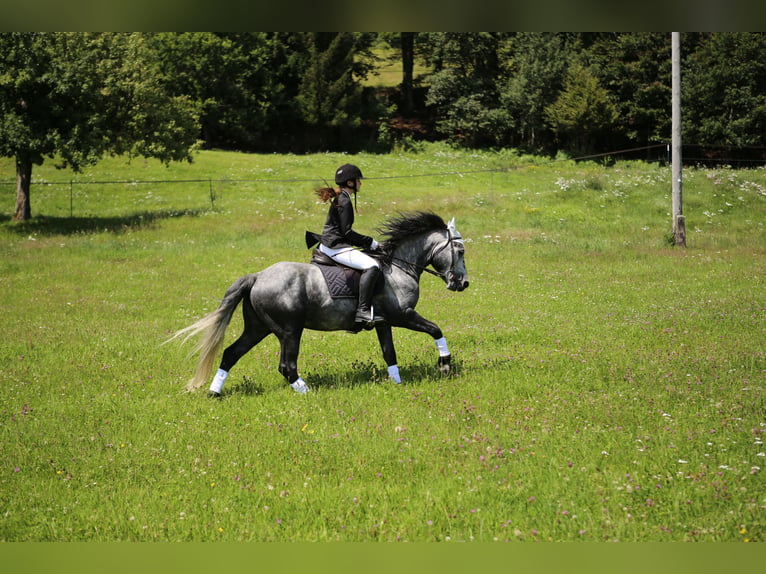 Birdmountain Younique Connemara Stallone Grigio in Dachsberg