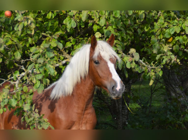 Black Forest-häst Hingst 1 år 155 cm fux in Bonndorf im Schwarzwald